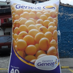 Inflaveis promocionais genetica geneze